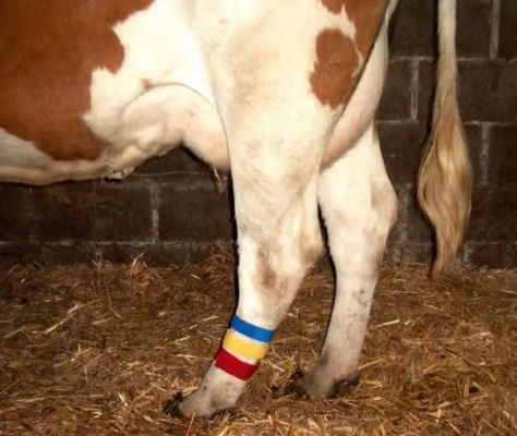 Cow Lag Hook Loop Velcro Band con diseño de agarre automático y selección de colores variados